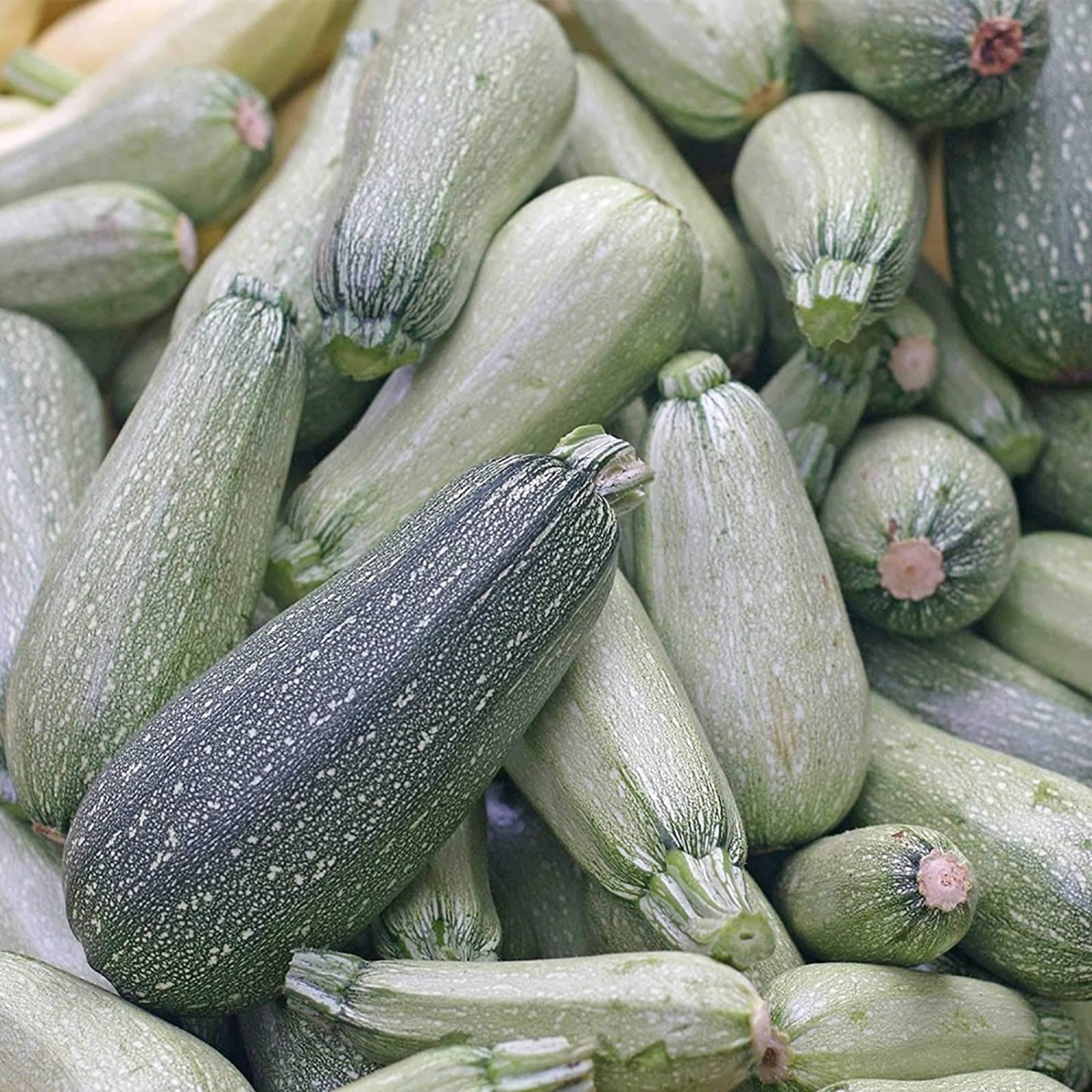 Axel's Garden Seeds zucchini grey seed packet front with a clear planting guide
