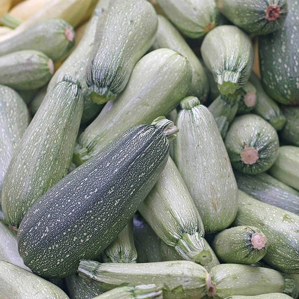 Axel's Garden Seeds zucchini grey seed packet front with a clear planting guide