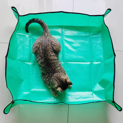 Azureblue spacious mat supports large indoor plants and tasks.
