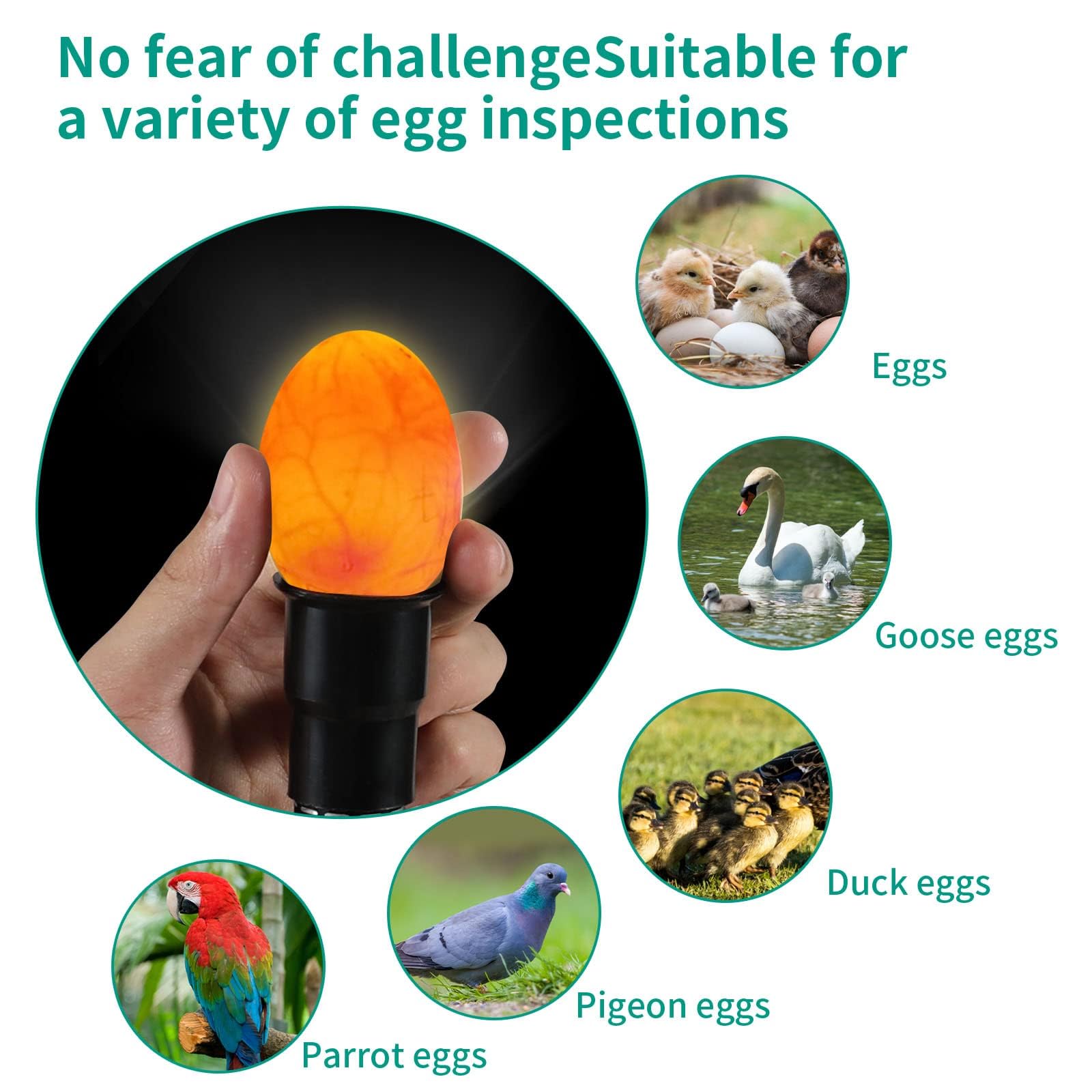 AZXIVIZ Egg Candler-embryo-monitoring illuminates development without heat risk