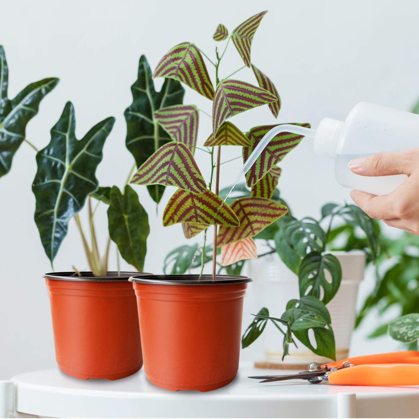 Baaxxango seedling pot ideal for starting herbs, orchids, and mint