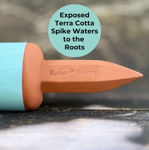 BabaBerry porous terracotta releases moisture gradually to roots