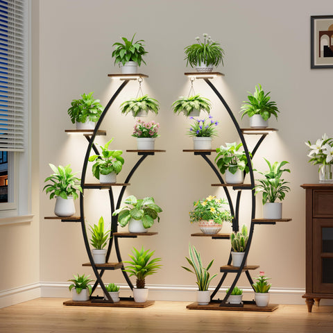 BACEKOLL variety of plants displayed on a multi-tier stand