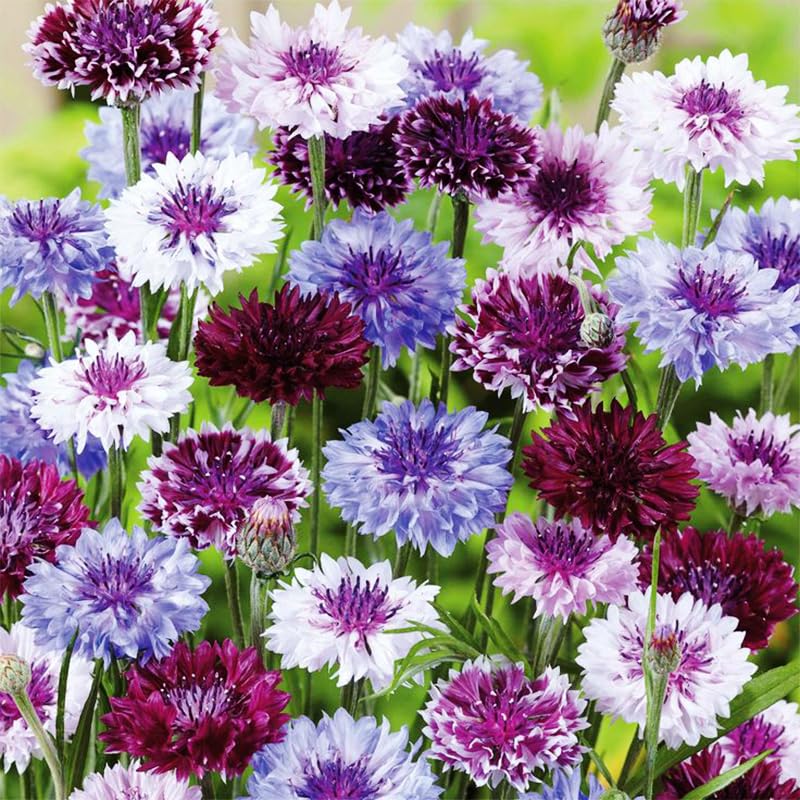 Bachelor-button perennial mix thrives in borders and containers for long-lasting color.