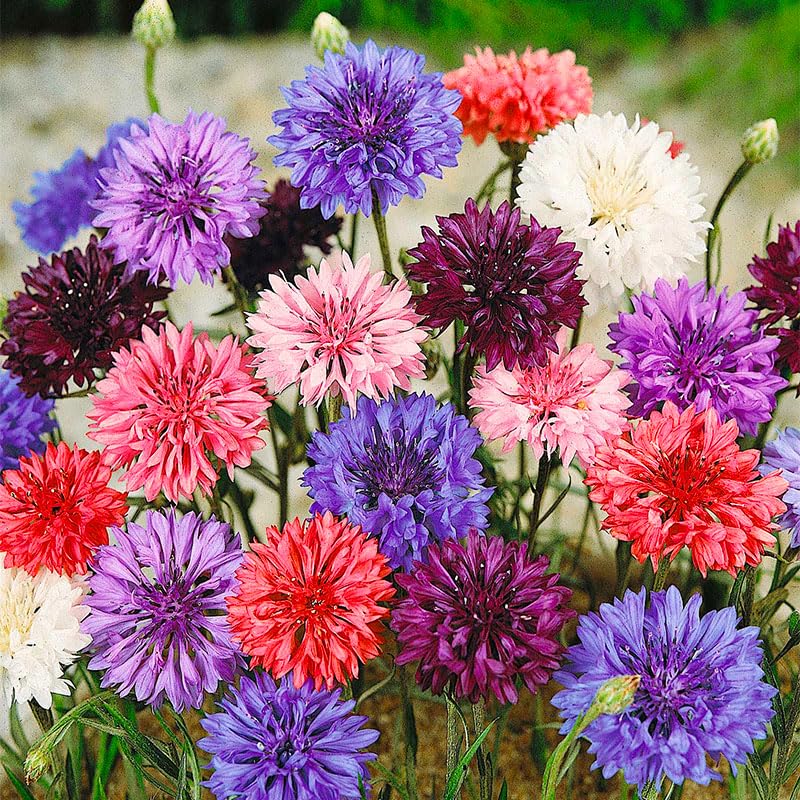 Bachelor-button seed mix provides autumn color ready for fresh-cut bouquets.