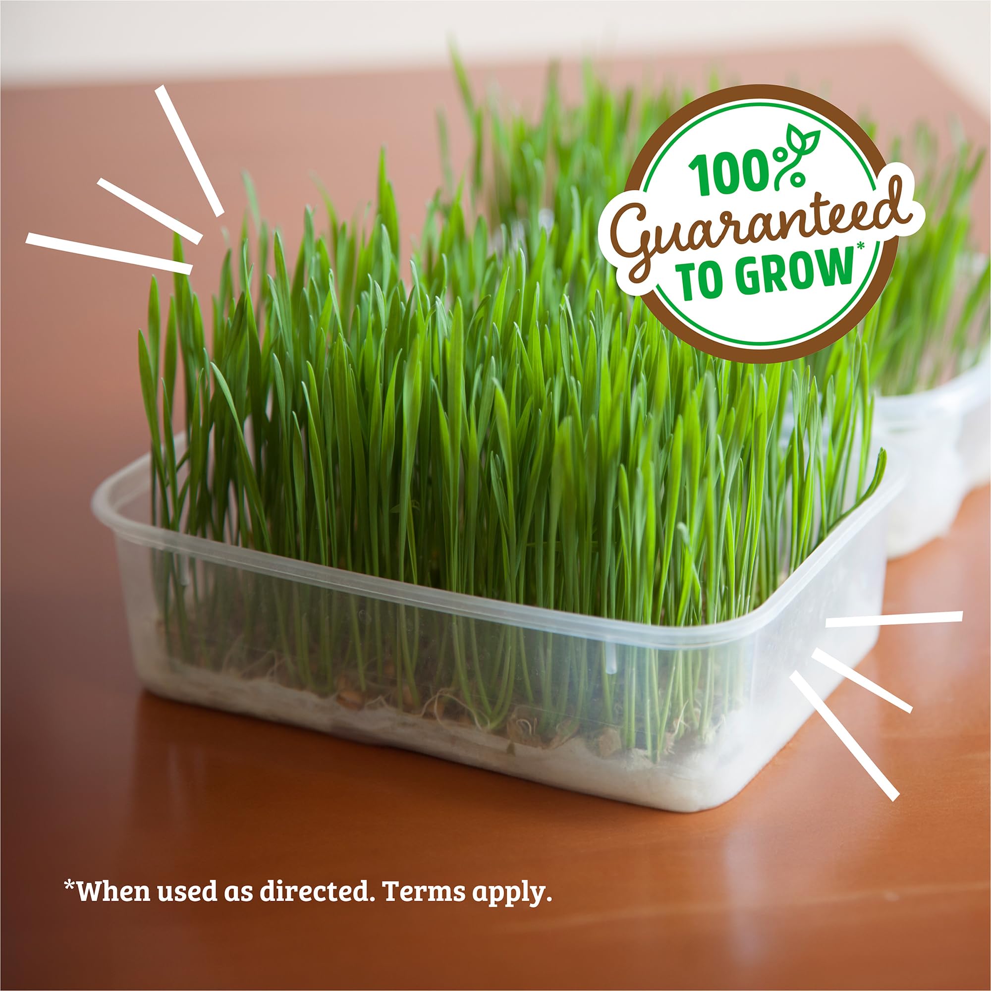 Back to the Roots catgrass growing for a fiber-rich nibble that aids digestion.