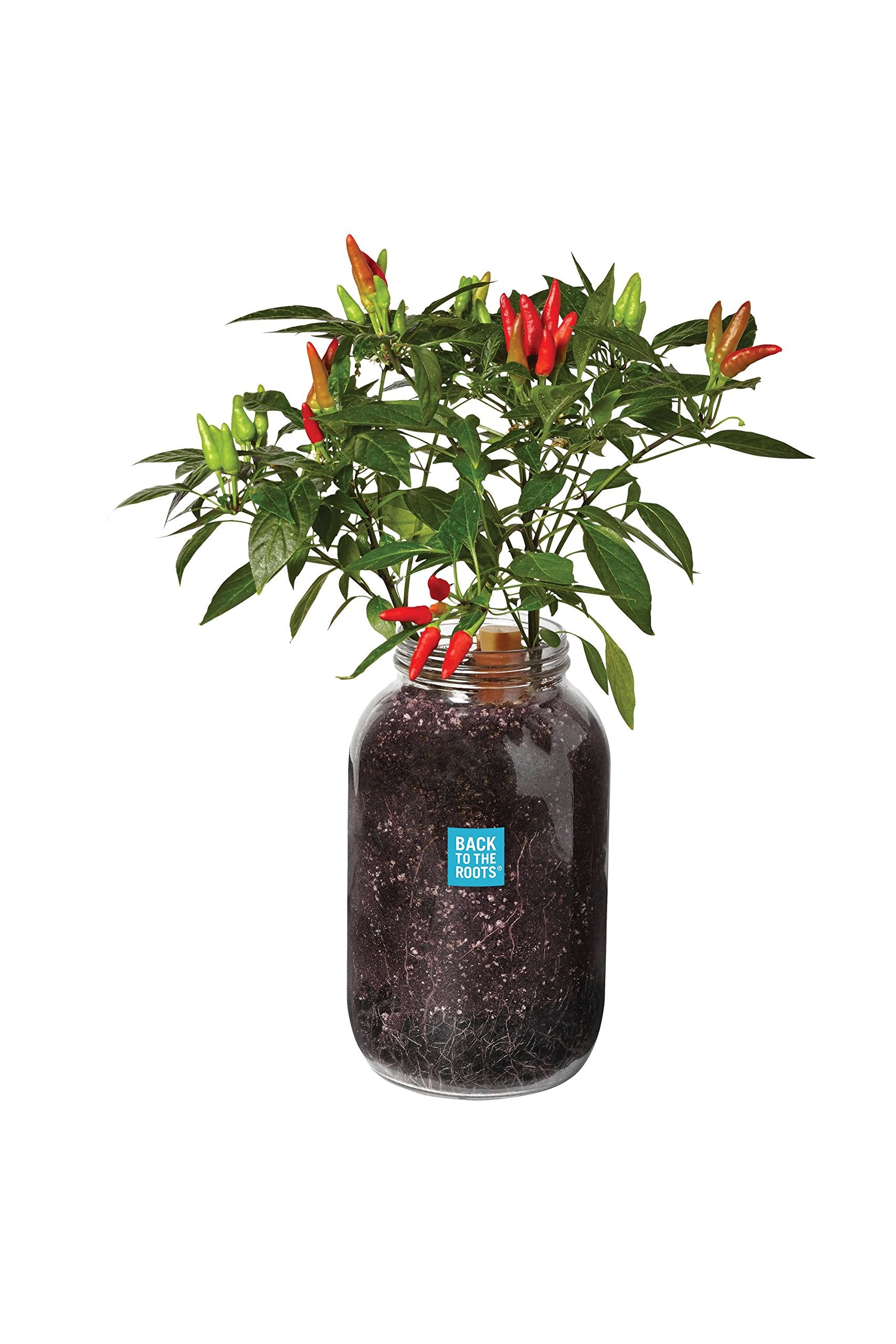 Back to the Roots chili planter with mason jars for year-round fresh peppers.