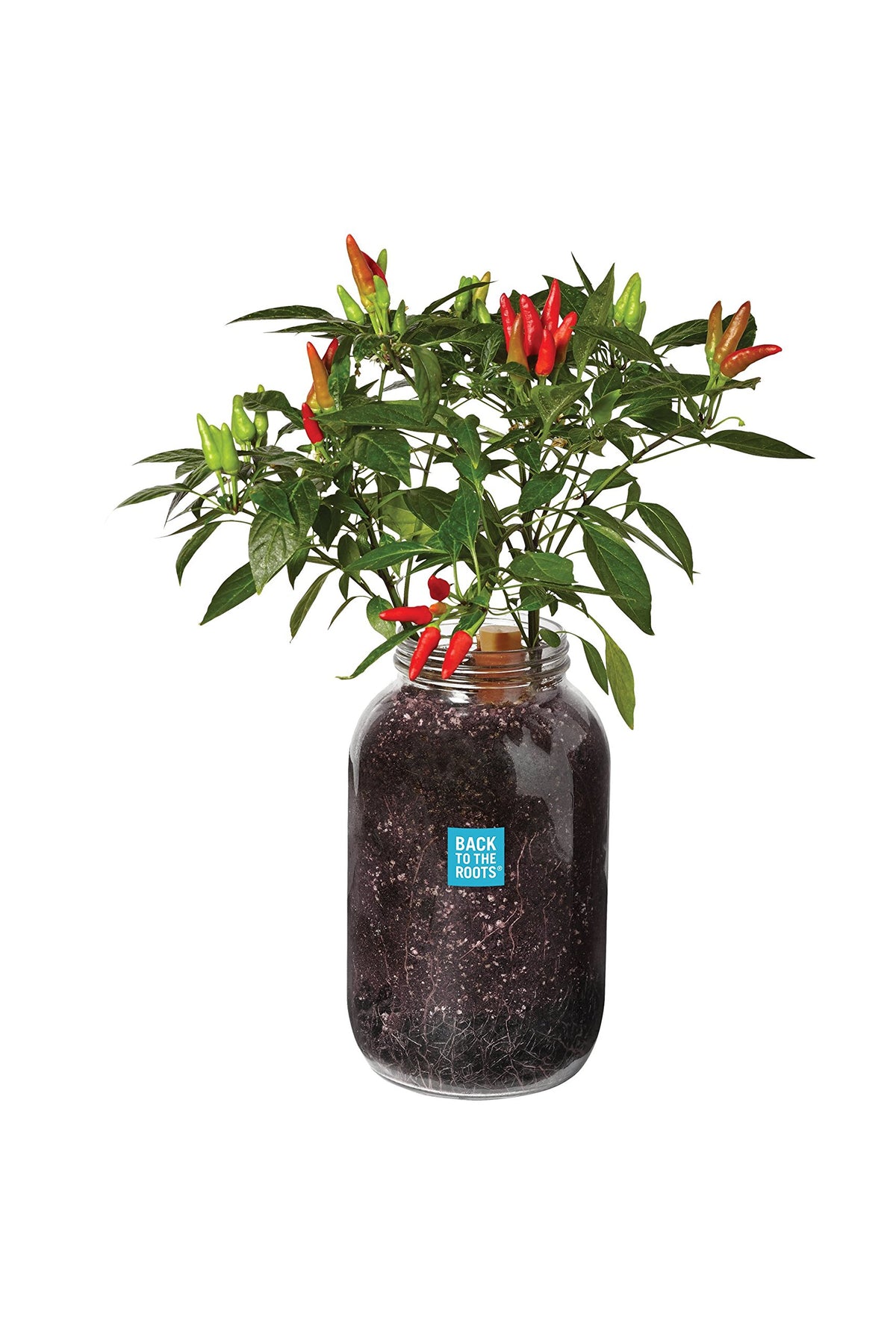 Back to the Roots chili planter with mason jars for year-round fresh peppers.