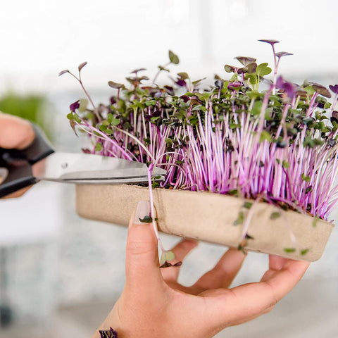Back to the Roots green-thumb text support—easy instructions boost confidence for first-time gardeners.