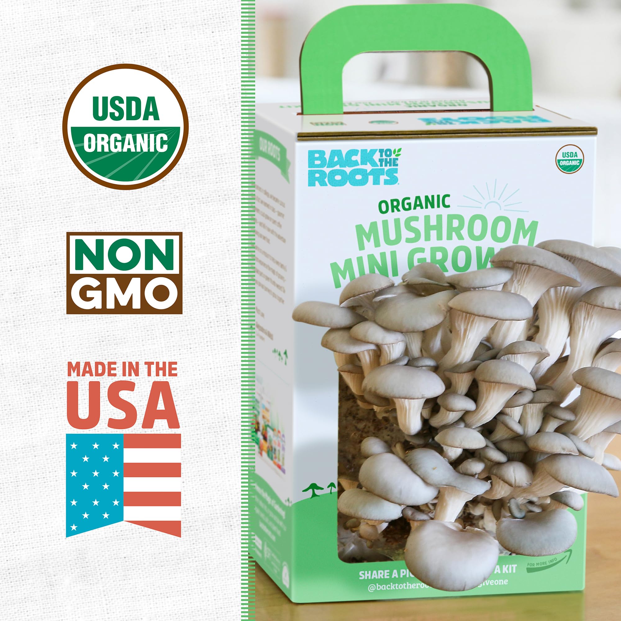 Back to the Roots gourmet oyster mushrooms harvested in 10 days beside a sunny window.