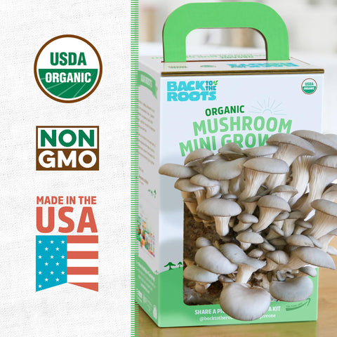 Back to the Roots gourmet oyster mushrooms harvested in 10 days beside a sunny window.