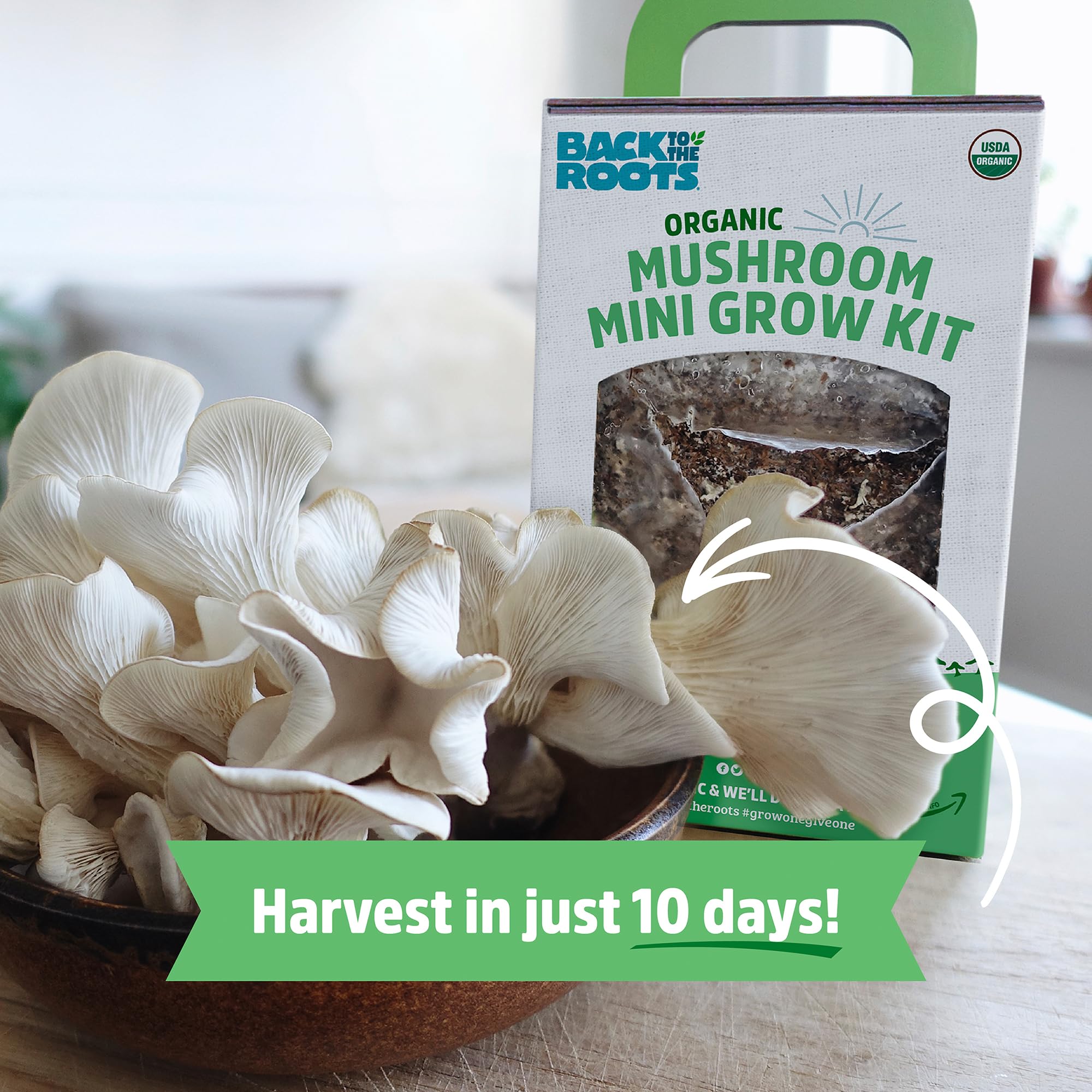 Back to the Roots kit with mister and organic soil supports effortless indoor cultivation.