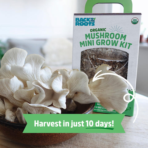Back to the Roots kit with mister and organic soil supports effortless indoor cultivation.