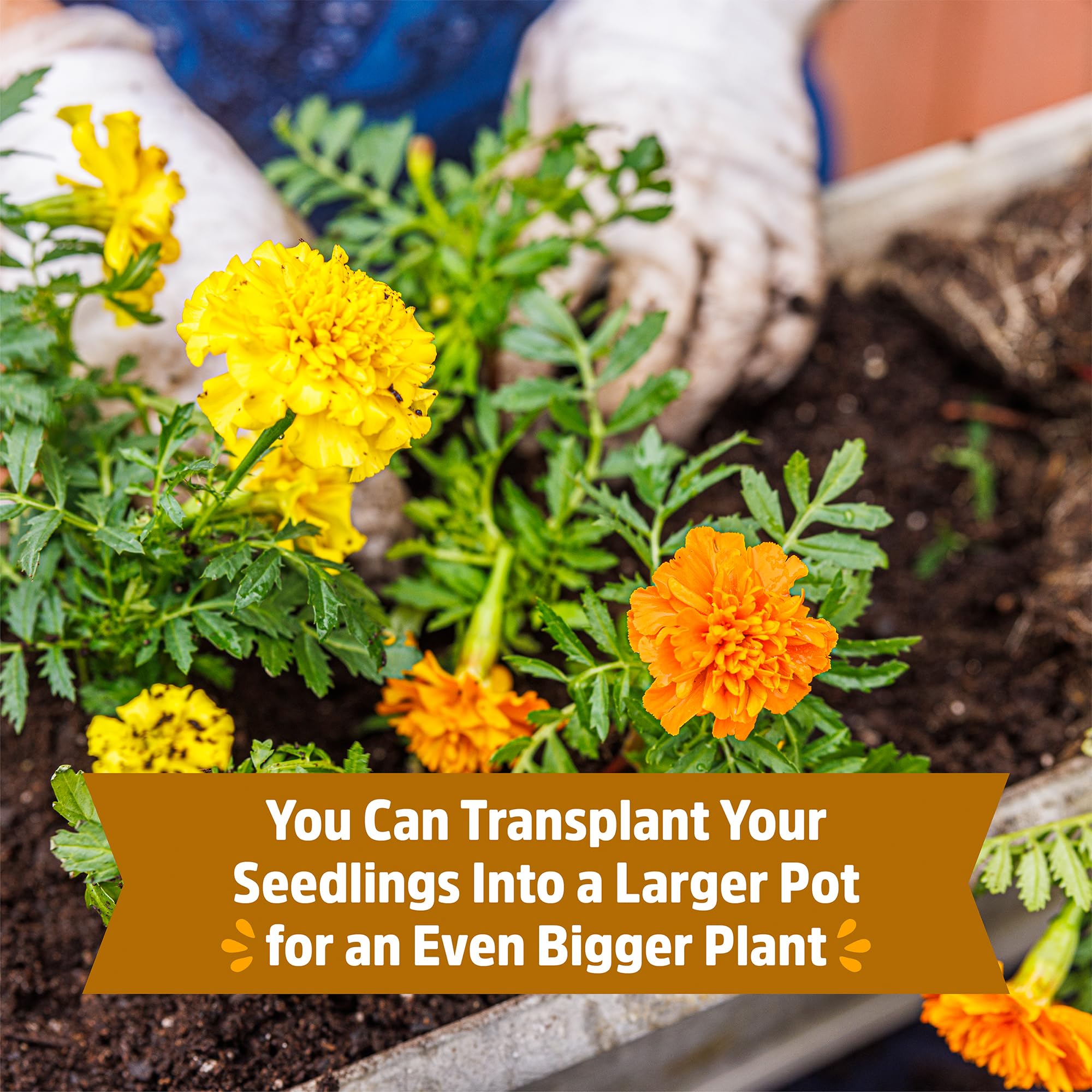 Back to the Roots marigold kit grow-one-give-one supports classrooms