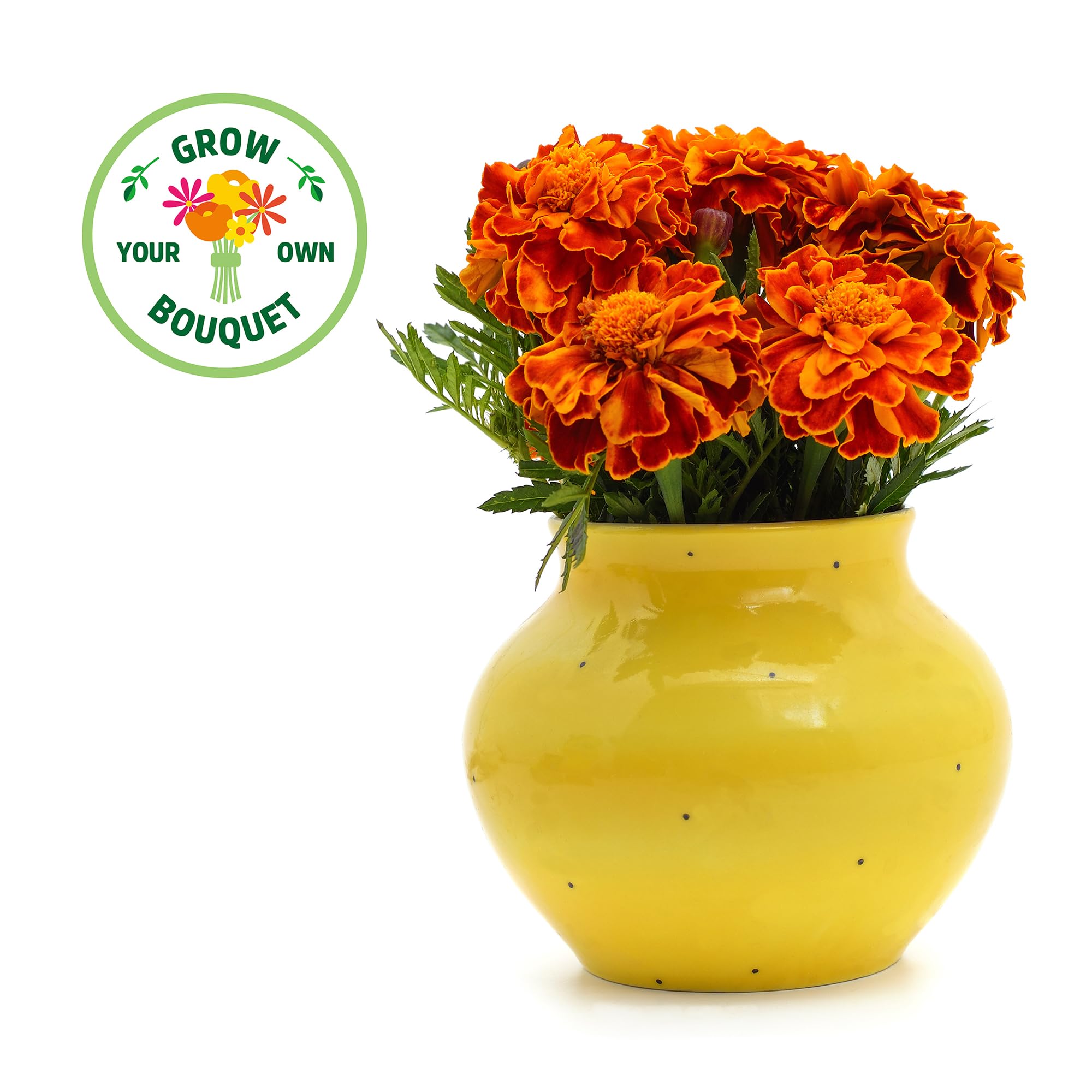 Back to the Roots marigold kit handpicked bouquet ready from home