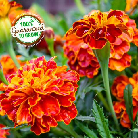 Back to the Roots marigold kit packaging displays gift-ready setup