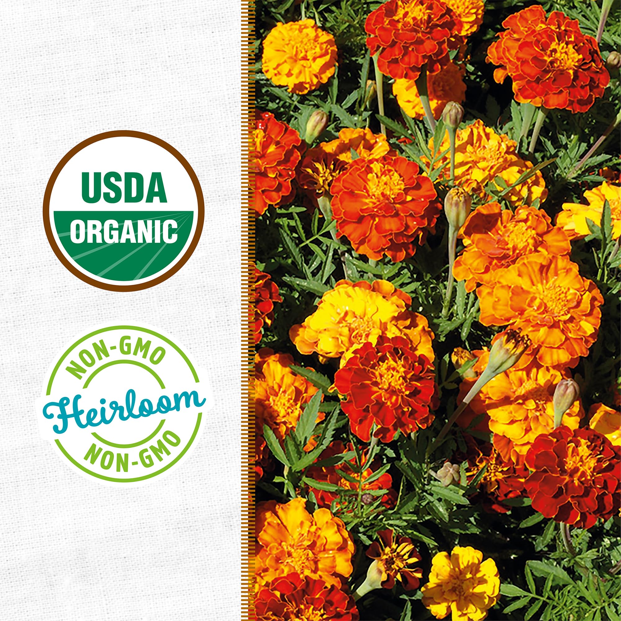 Back to the Roots marigold kit attracts pollinators for a thriving garden