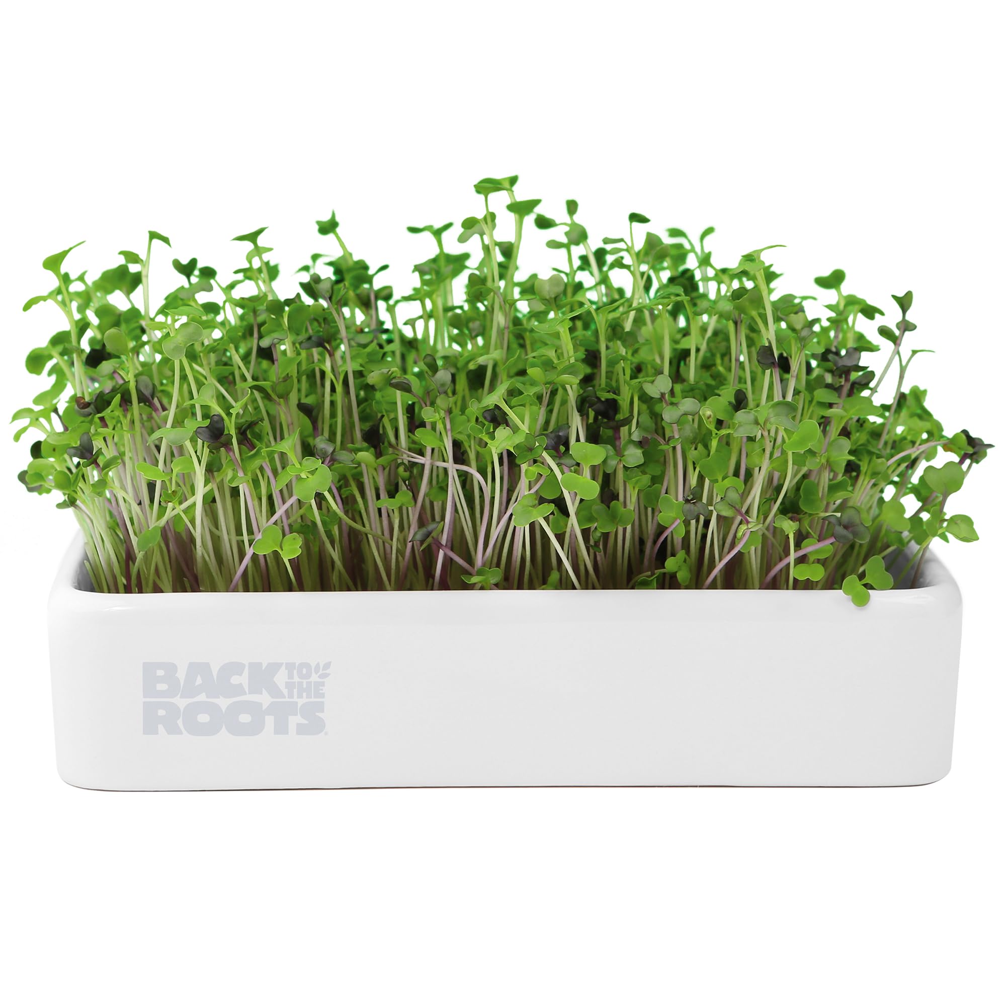 Back to the Roots microgreens kit ceramic planter close-up ideal for indoor tabletop growing.