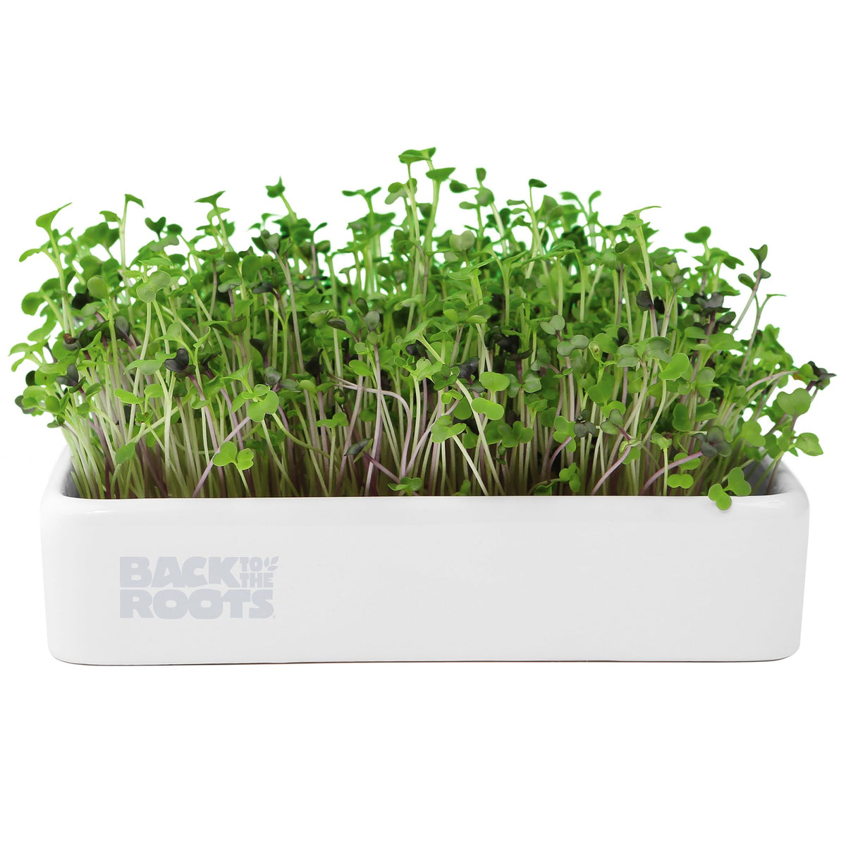 Back to the Roots microgreens kit ceramic planter close-up ideal for indoor tabletop growing.