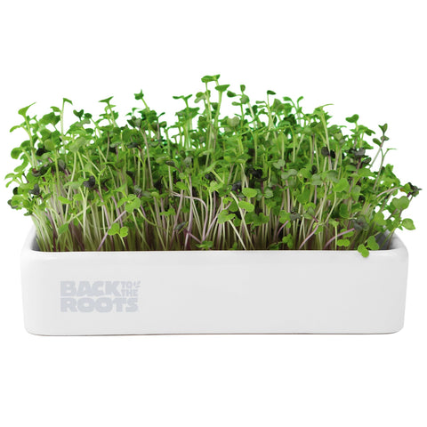 Back to the Roots microgreens kit ceramic planter close-up ideal for indoor tabletop growing.
