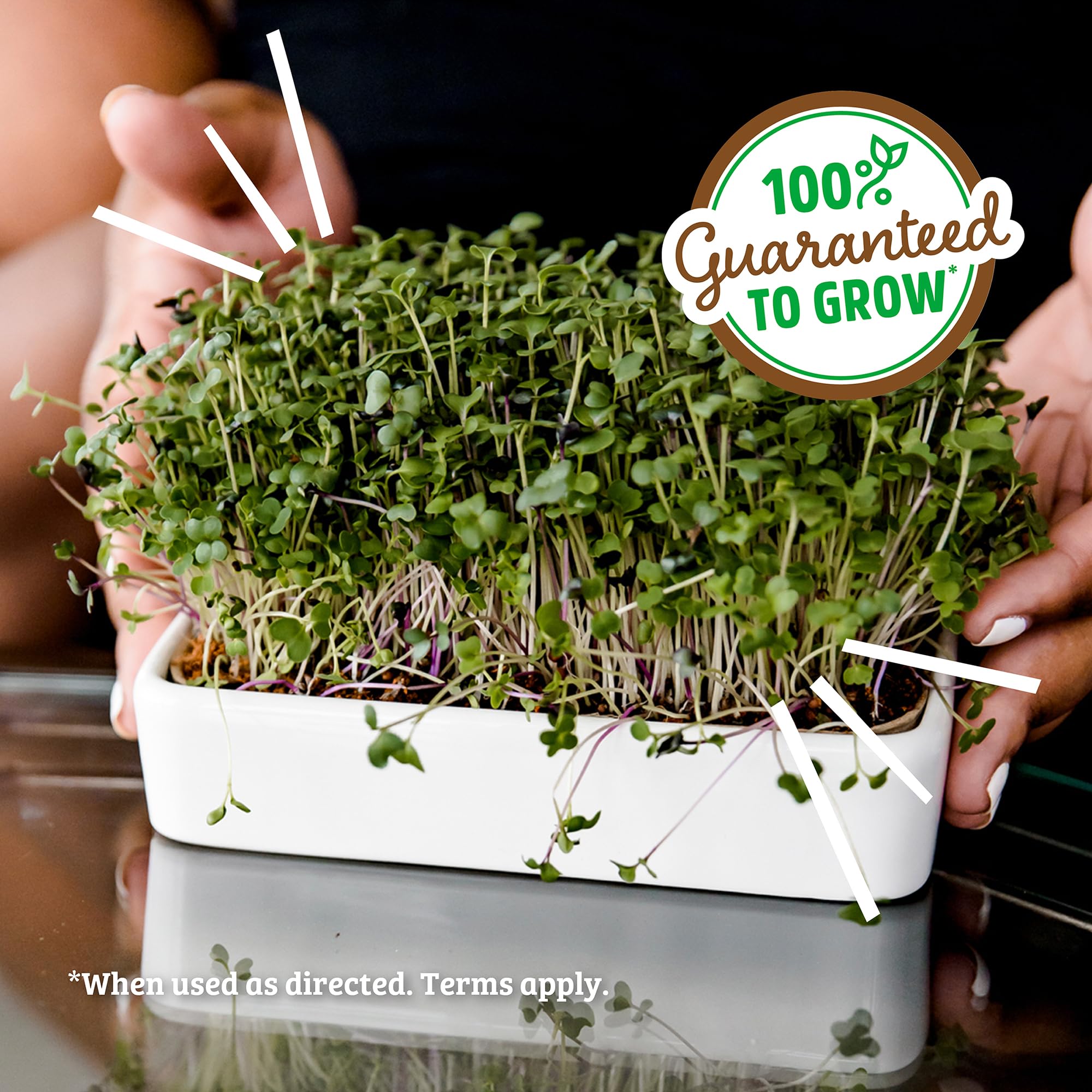 Back to the Roots microgreens kit compact size for quick harvests.