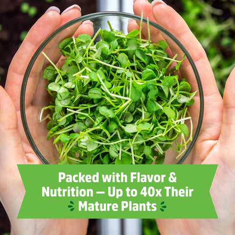 Back to the Roots microgreens kit on a tabletop setup saves counter space.