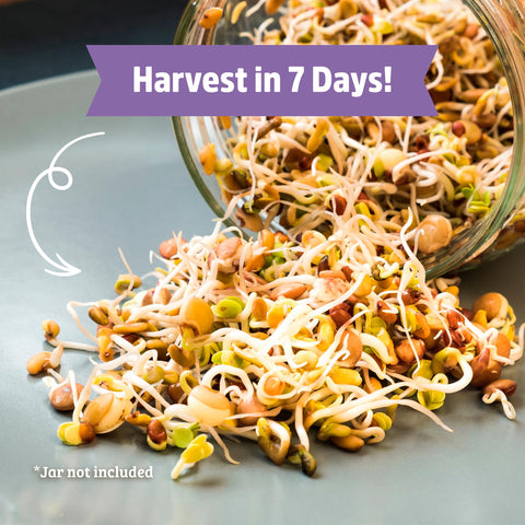 Back to the Roots mung bean sprouts, crunchy protein-rich topping for dishes.