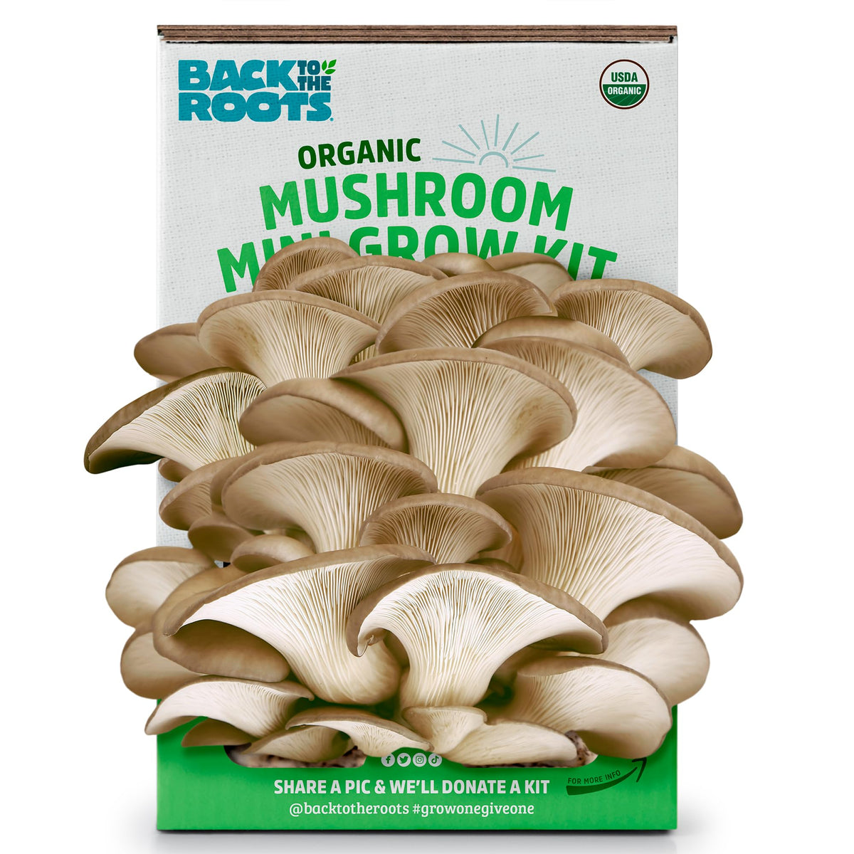 Back to the Roots organic mini grow kit enables easy home gourmet oyster mushroom harvest.