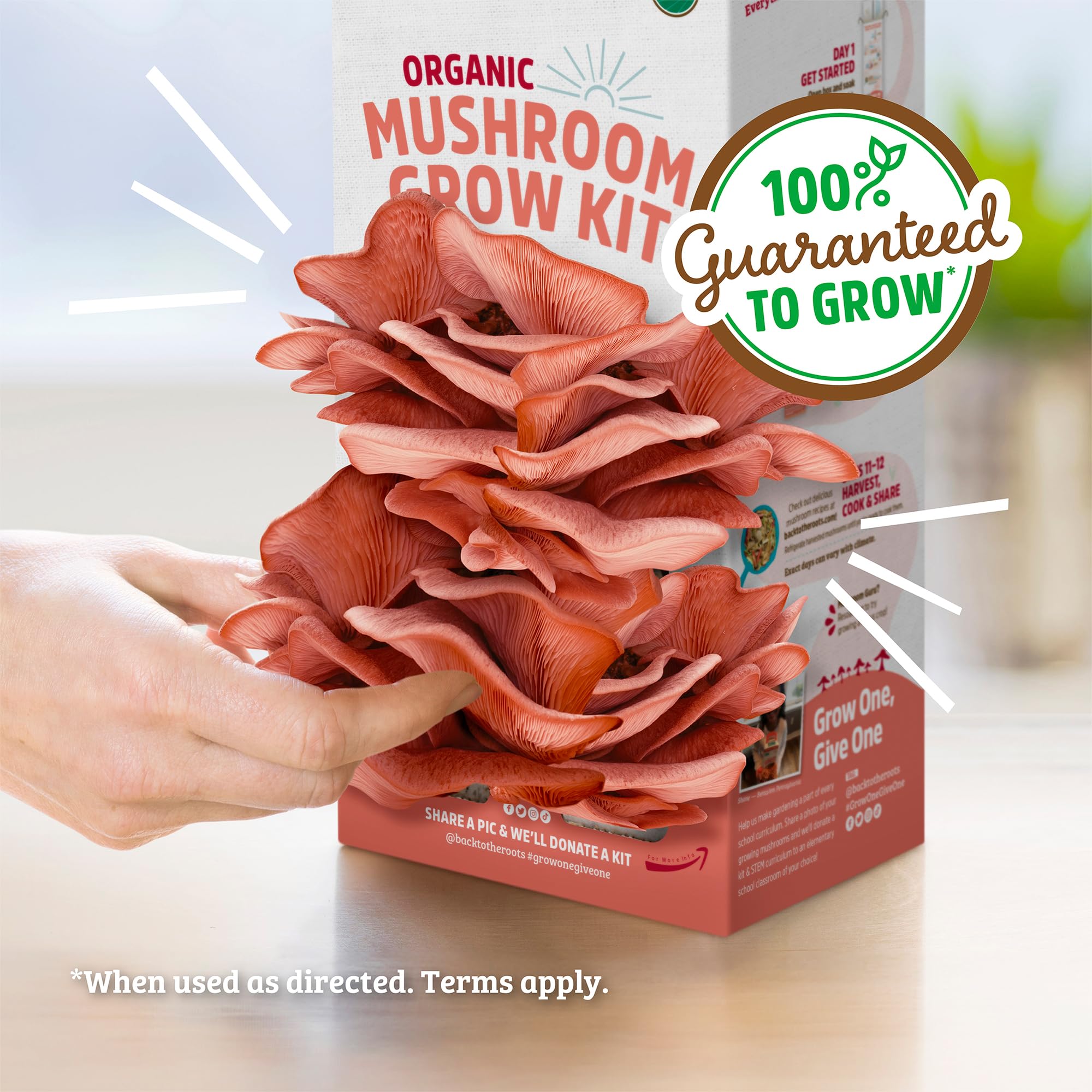 Harvested pink mushrooms from the Back to the Roots grow kit