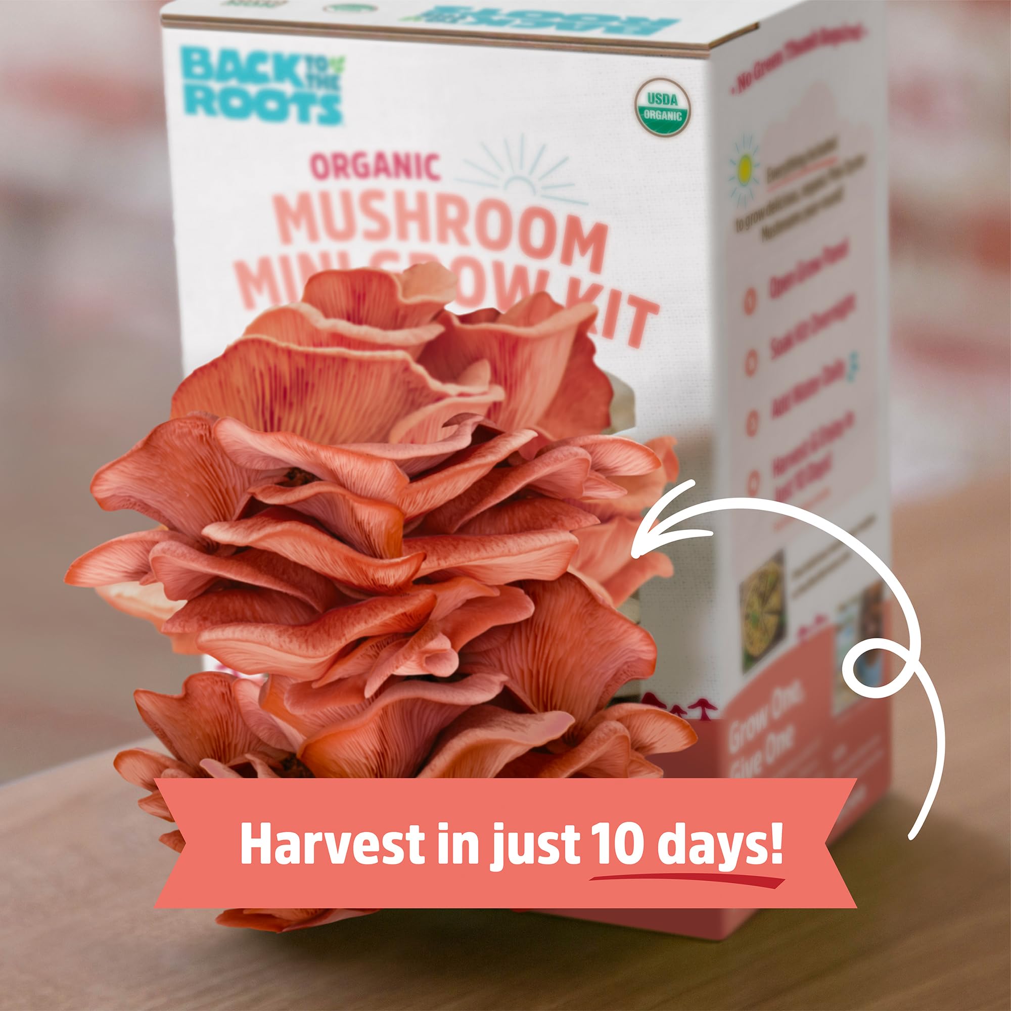 Fresh pink mushrooms ready to harvest from the grow kit