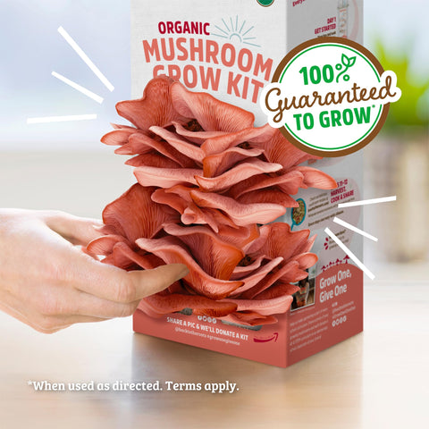 Harvested pink mushrooms from the Back to the Roots grow kit