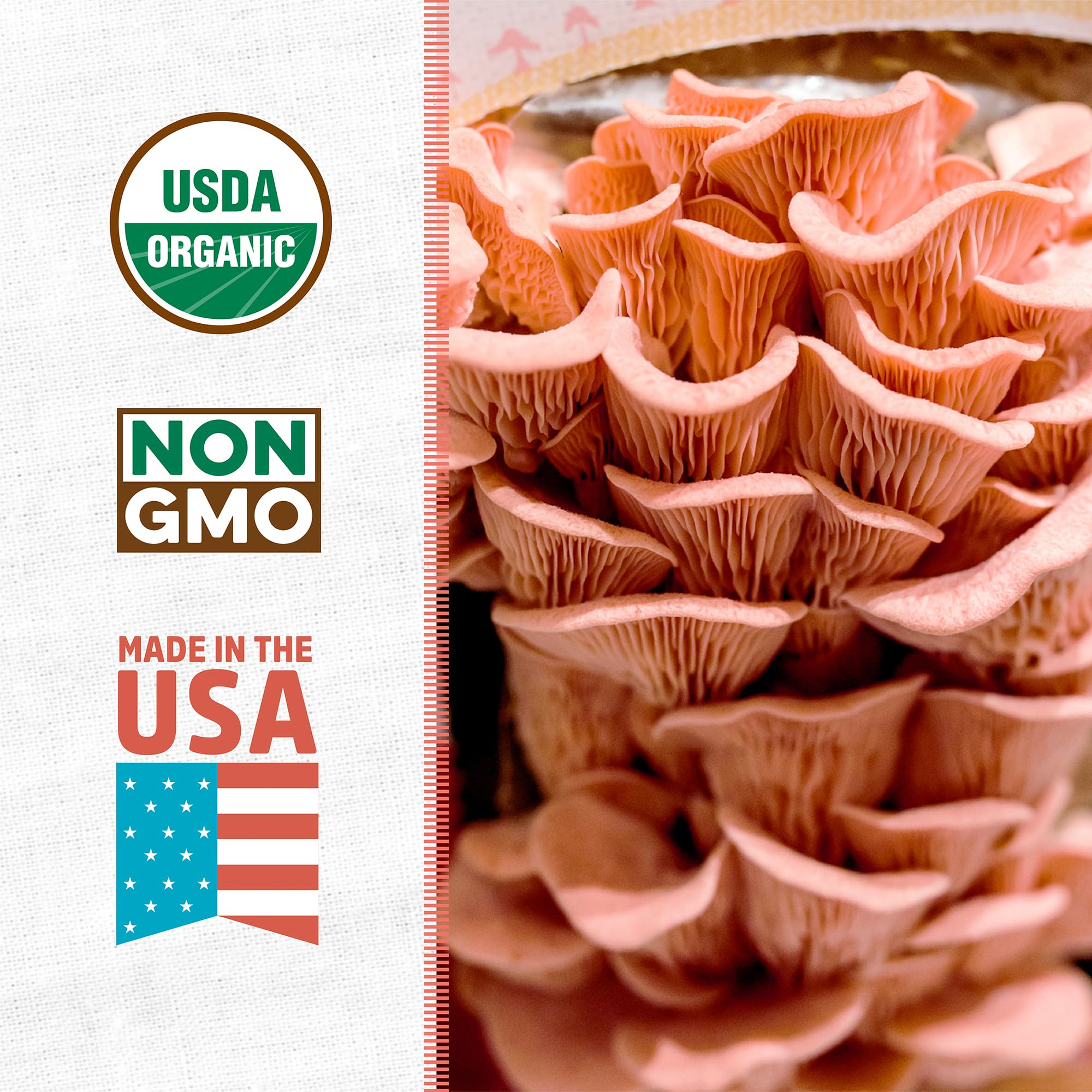 Pink mushrooms sprouting from the Back to the Roots pink mushroom grow kit