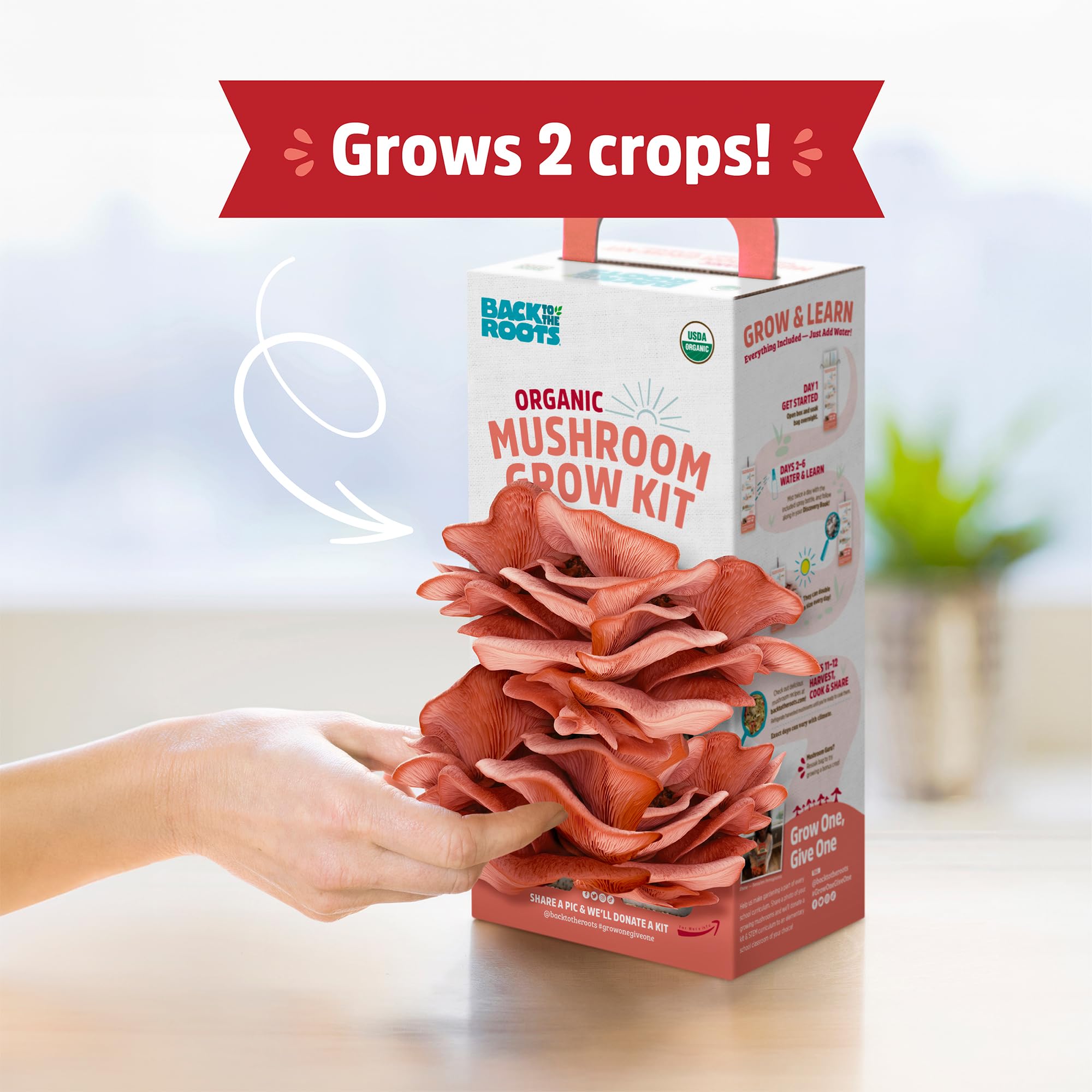 Back to the Roots pink mushroom grow kit opened to reveal soil and spawn