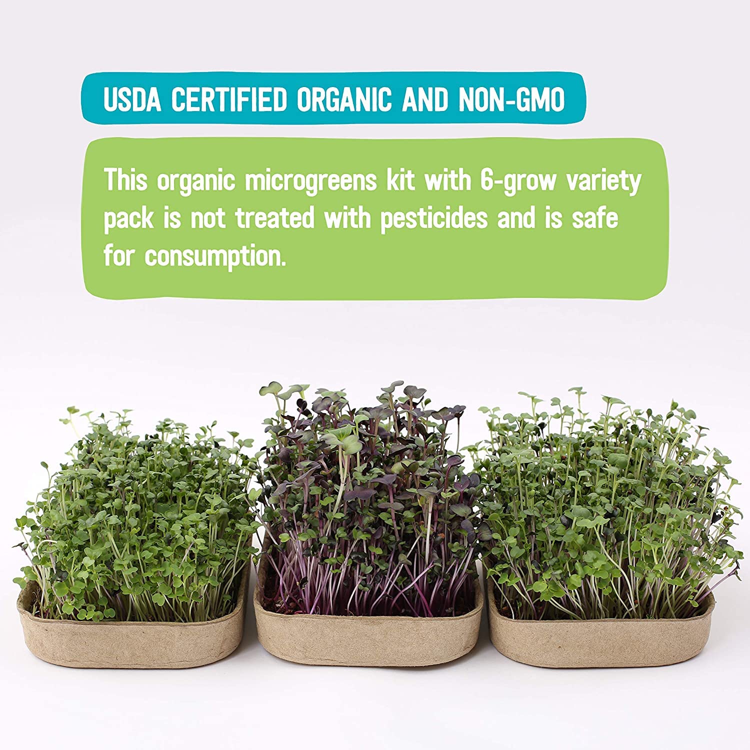 Back to the Roots purple-kohlrabi-microgreens—vibrant addition to salads.