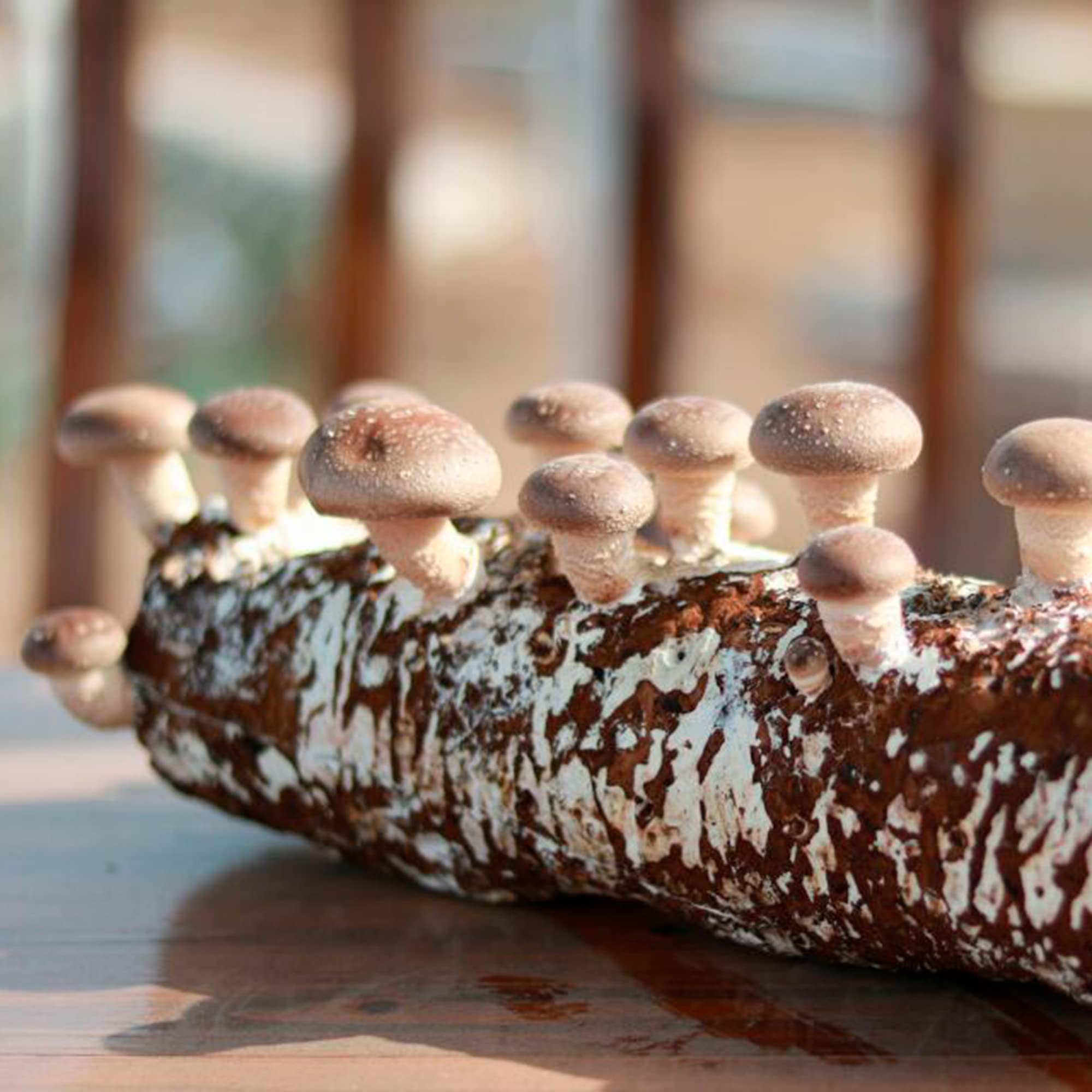 Back to the Roots Shiitake kit gift packaging perfect for food lovers