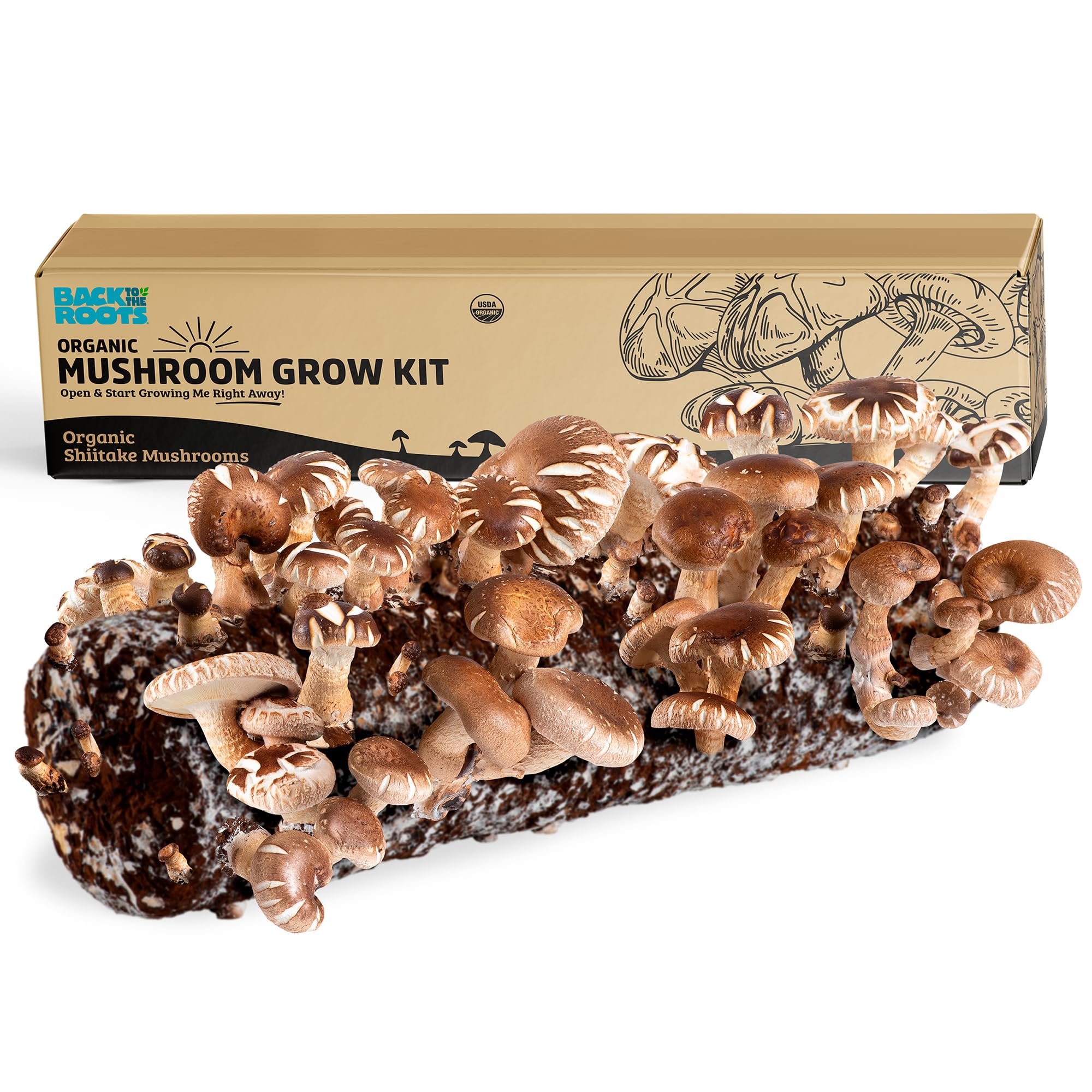 Back to the Roots Shiitake kit unopened box enables simple indoor growing