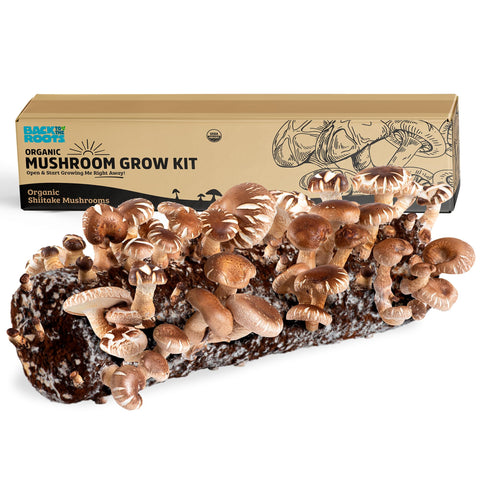 Back to the Roots Shiitake kit unopened box enables simple indoor growing