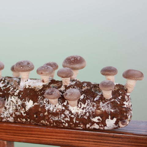 Back to the Roots Shiitake kit on a windowsill for year-round crops