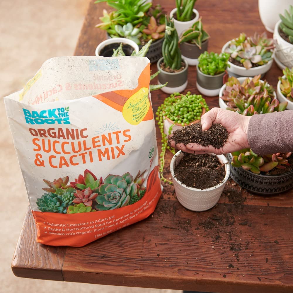 Indoors with small succulents, ideal for beginners and seasoned growers