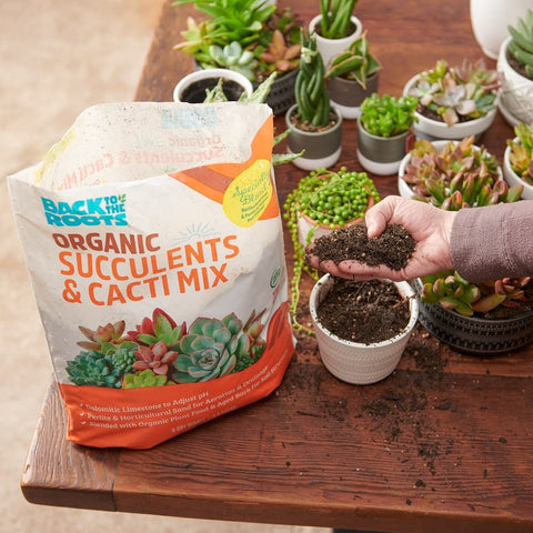 Indoors with small succulents, ideal for beginners and seasoned growers