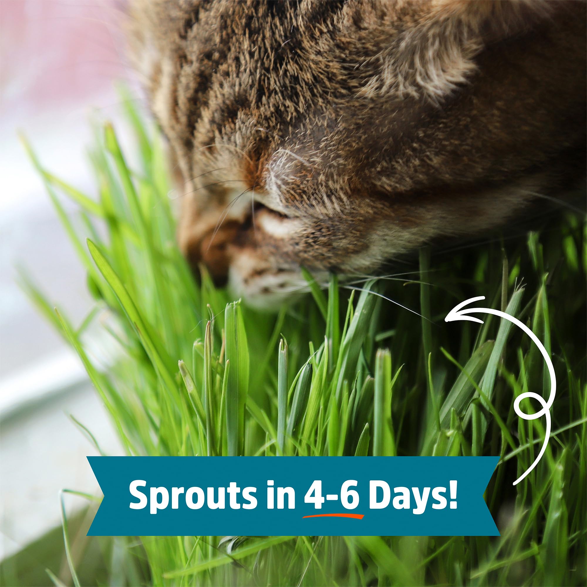 Cat grass from Back to the Roots wheatgrass seeds loved by pets.