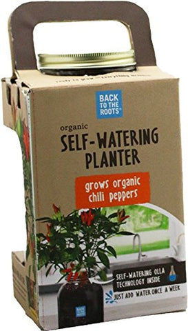 Back to the Roots windowsill grow kit enables convenient indoor chili harvest.