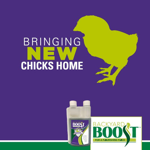 Digestive health support promoting balanced digestion in hens.