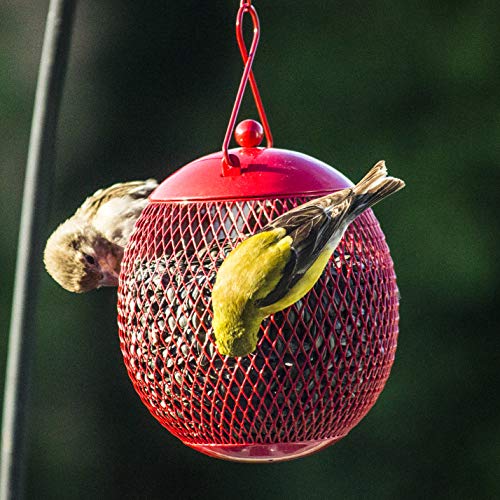 Backyard Expressions blue feeder draws songbirds during morning feeding