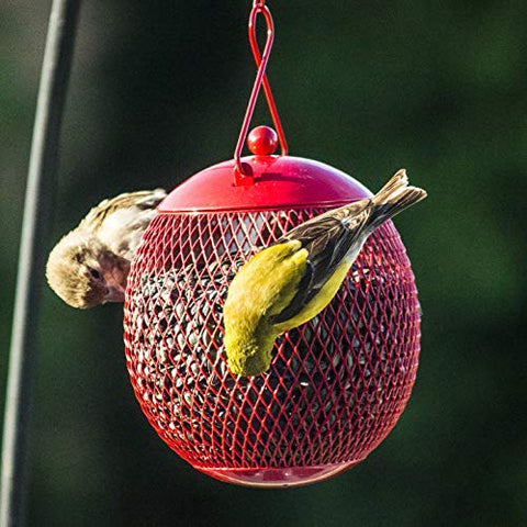 Backyard Expressions blue feeder draws songbirds during morning feeding