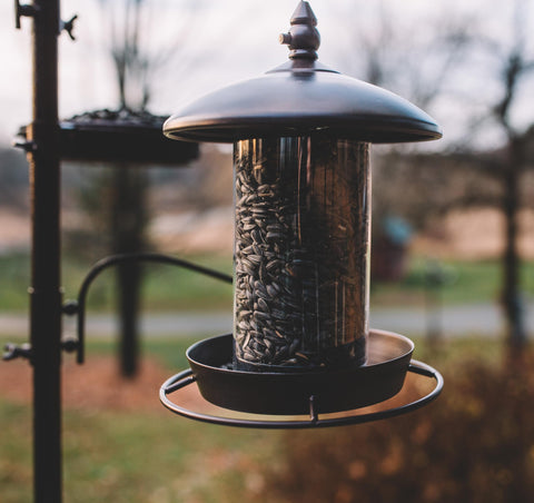 Backyard Expressions backyard bird watcher friendly feeder invites cardinals