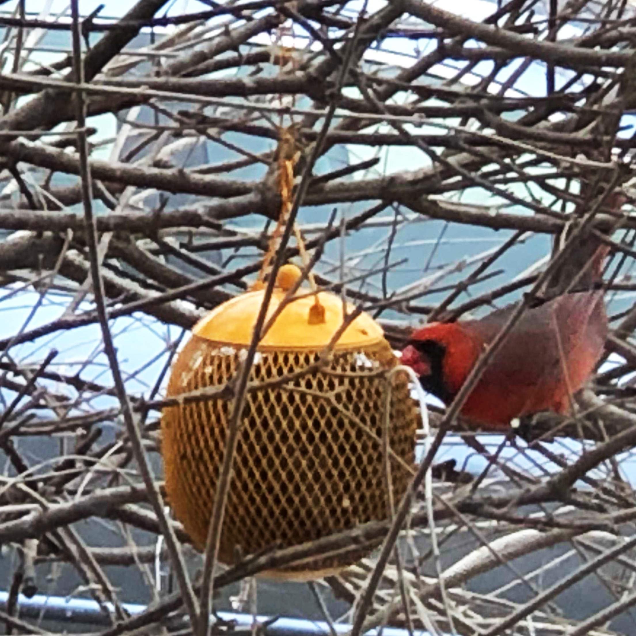 Backyard Expressions vivid colors attract various small birds for backyard viewing