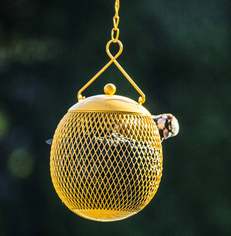 Backyard Expressions large-capacity feeders hold over a pound of seeds each