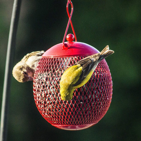 Backyard Expressions lid-locking mechanism secures seeds against squirrels