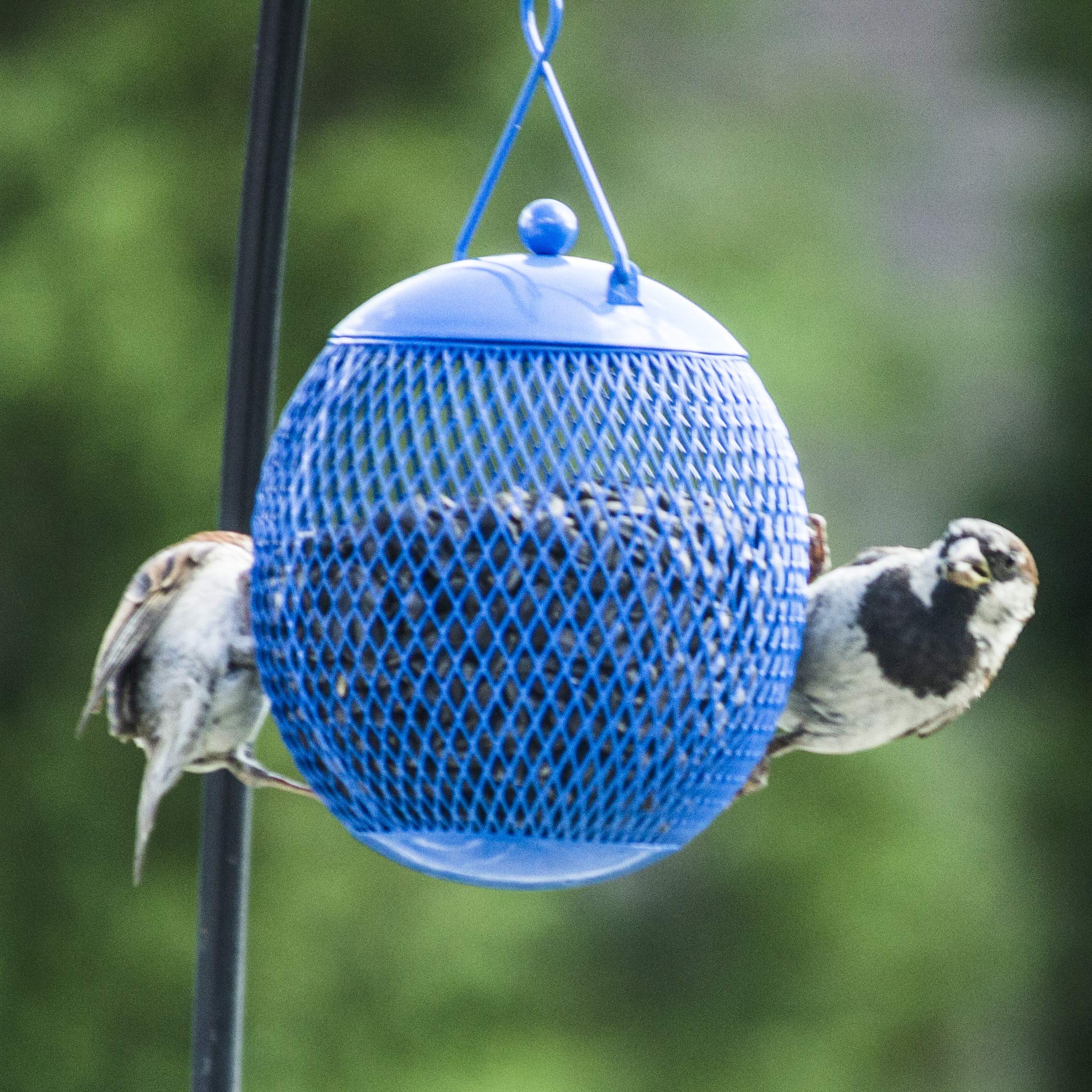 Backyard Expressions mesh-frame feeder supports perching during feeding